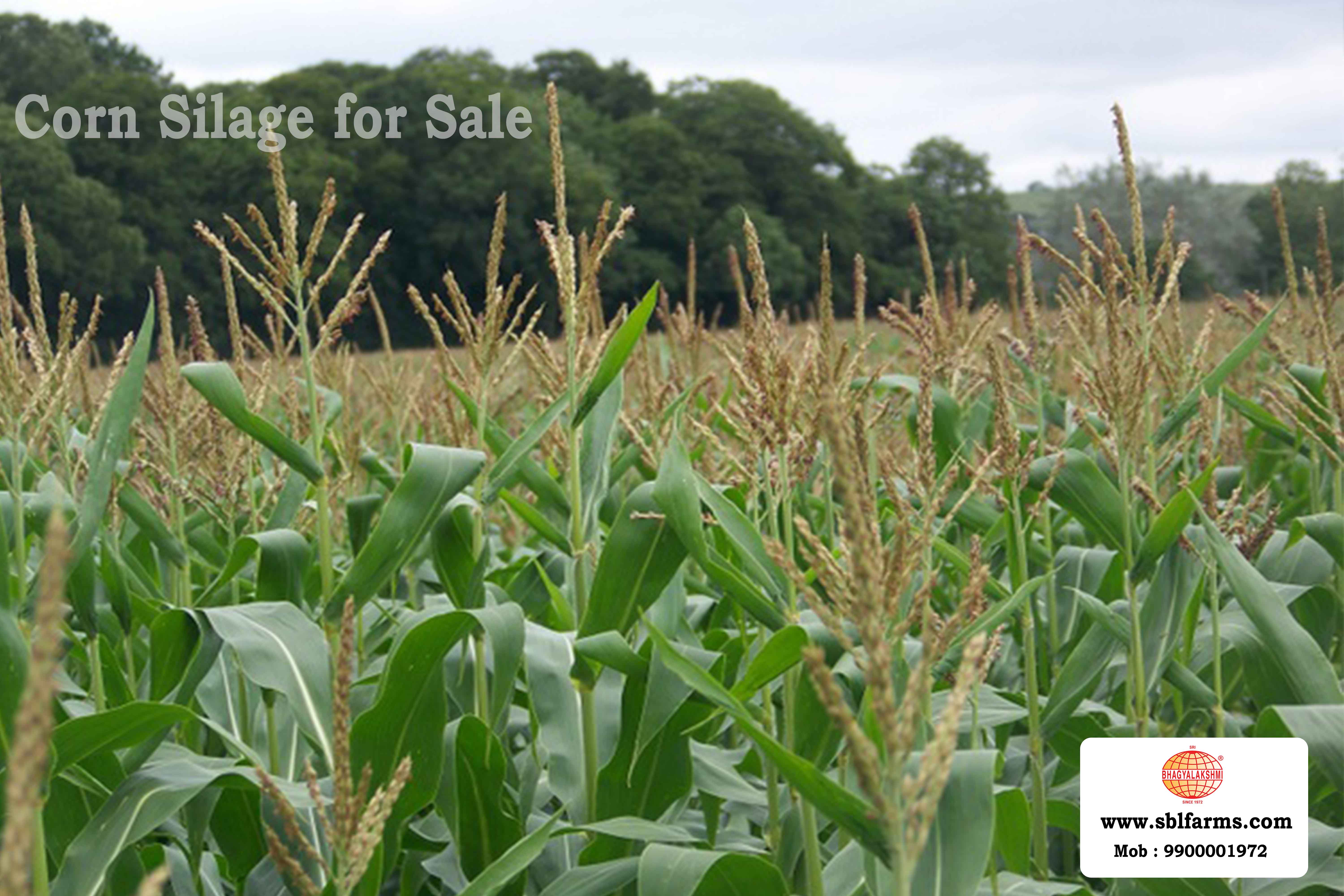 Corn Silage Suppliers in Bangalore | Corn Silage for Sale  |  Corn Silage, Baby Corn Silage manufacturers, suppliers & exporters in Bangalore | corn silage for sale in bangalore |  Sri Bhagyalakshmi Farms Corn Silage Bangalore| Silage Balers | Animal Feed Manufacturers | Production of Silage |Cattle feed manufacturers & suppliers - SBL Farms is solving the biggest fodder crisis in India, by supplying Silage bales, Bailing machines to dairy farmers, Cooperatives, Animal Husbandry | Best Cattle Feed Manufacturers & Silage Suppliers in India | Indias Best Baled Silage Producers